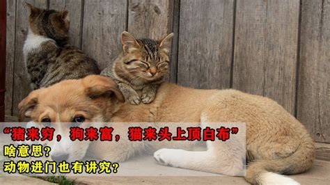 猫进家 意思|俗话说”猫来穷、狗来富“，家里进猫代表什么预兆？需要注意什么